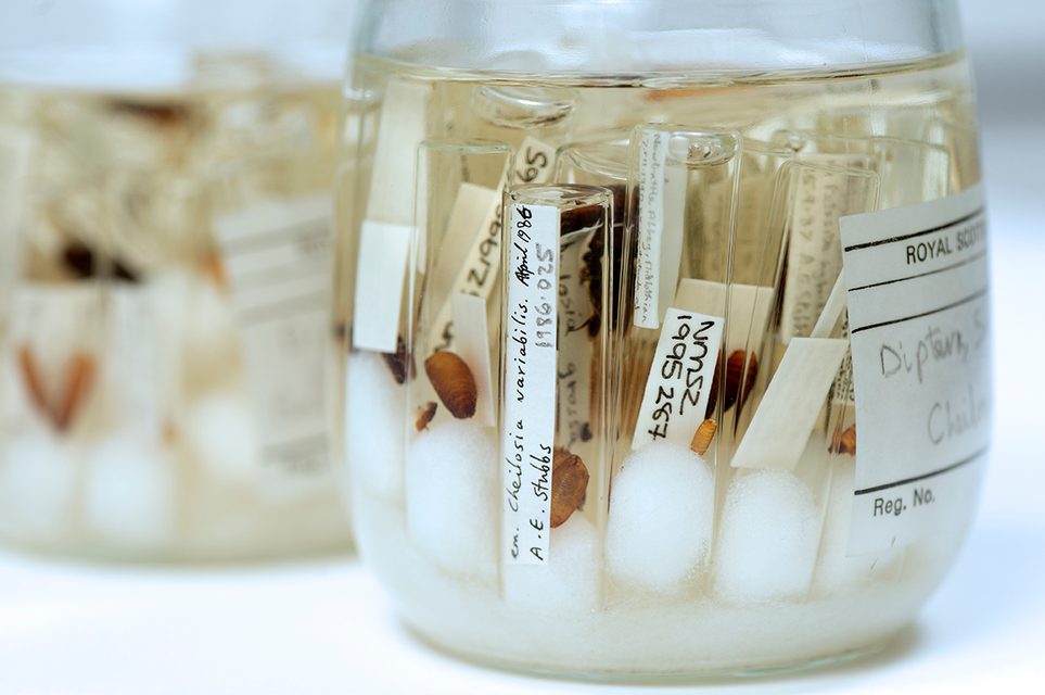 Wet-preserved entomology specimens immersed in fluid in a glass jar.